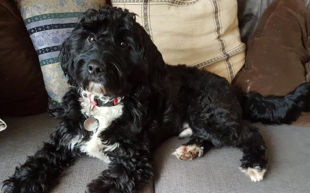 A view from the Cockpit…Socks, master of all he surveys